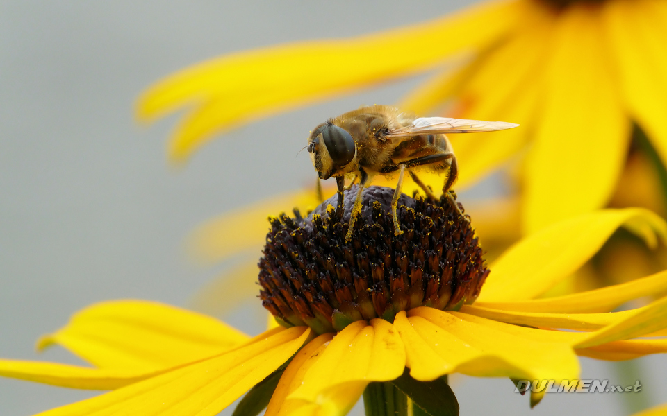 Dronefly (Female, Eristalix tenax )